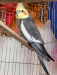 Male Cockatiel for Sell